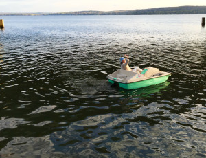 Guests are welcome to use the pedal boat. 